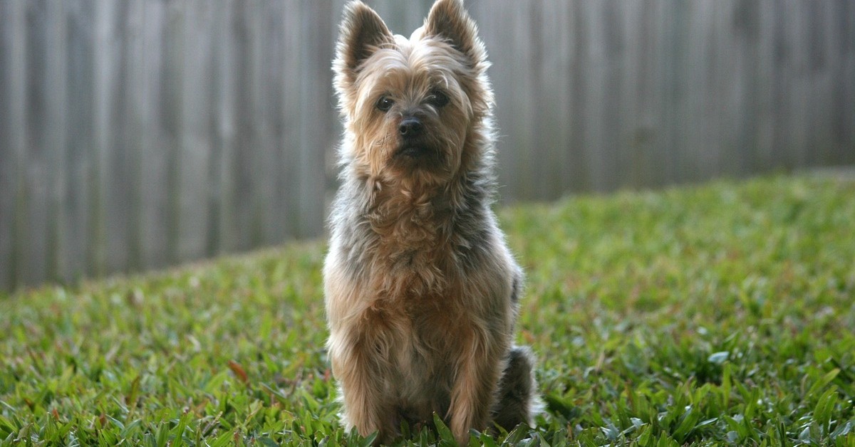 Henry, il cucciolo Australian Terrier che ruba gli occhiali al padrone (VIDEO)