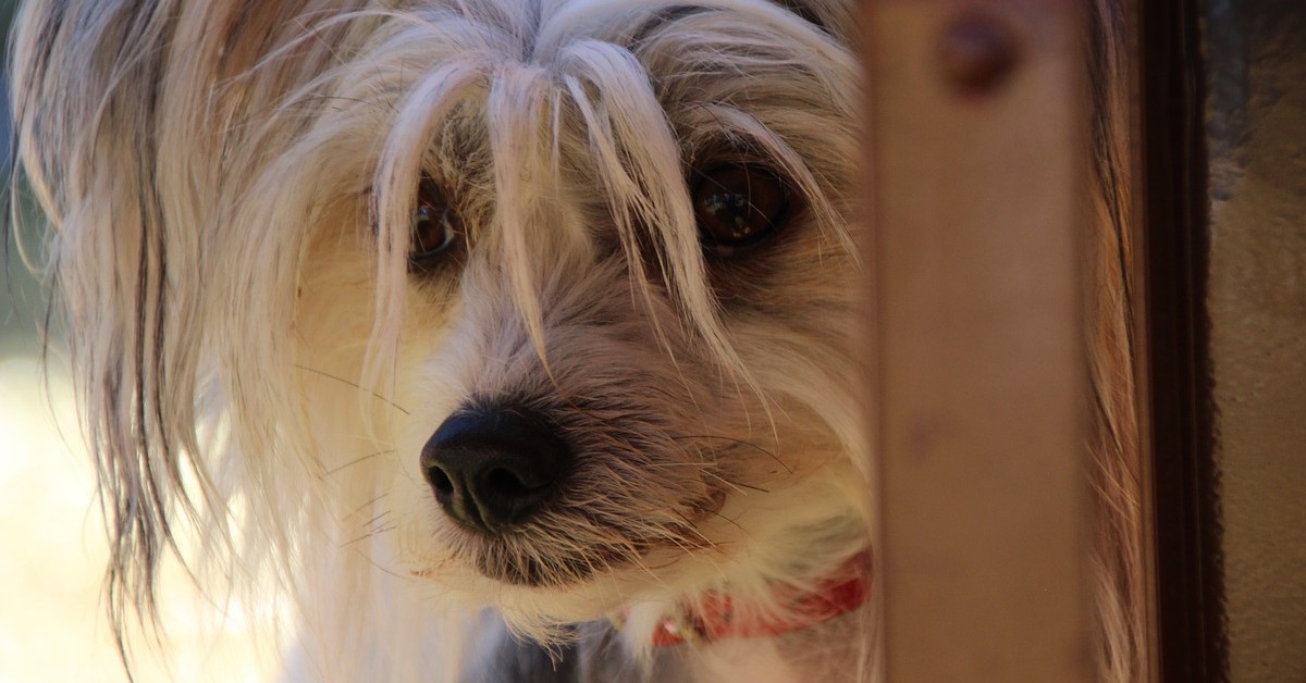 cucciolo Australian Terrier