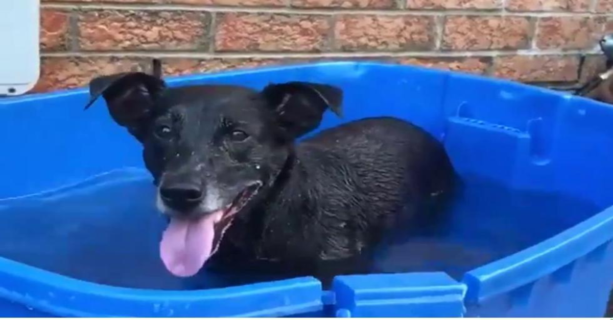 L’adorabile cucciolo di cane si diverte con l’acqua e intenerisce l’intero web (VIDEO)