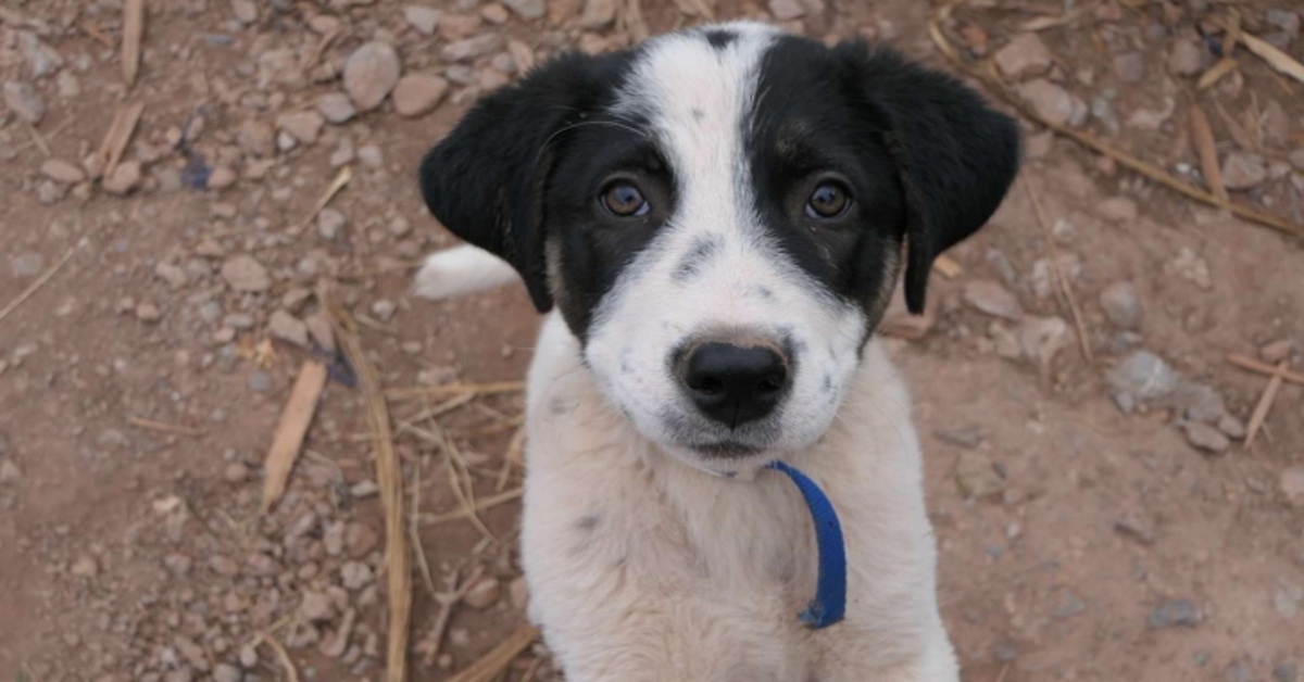 Bandit cucciolo di cane video