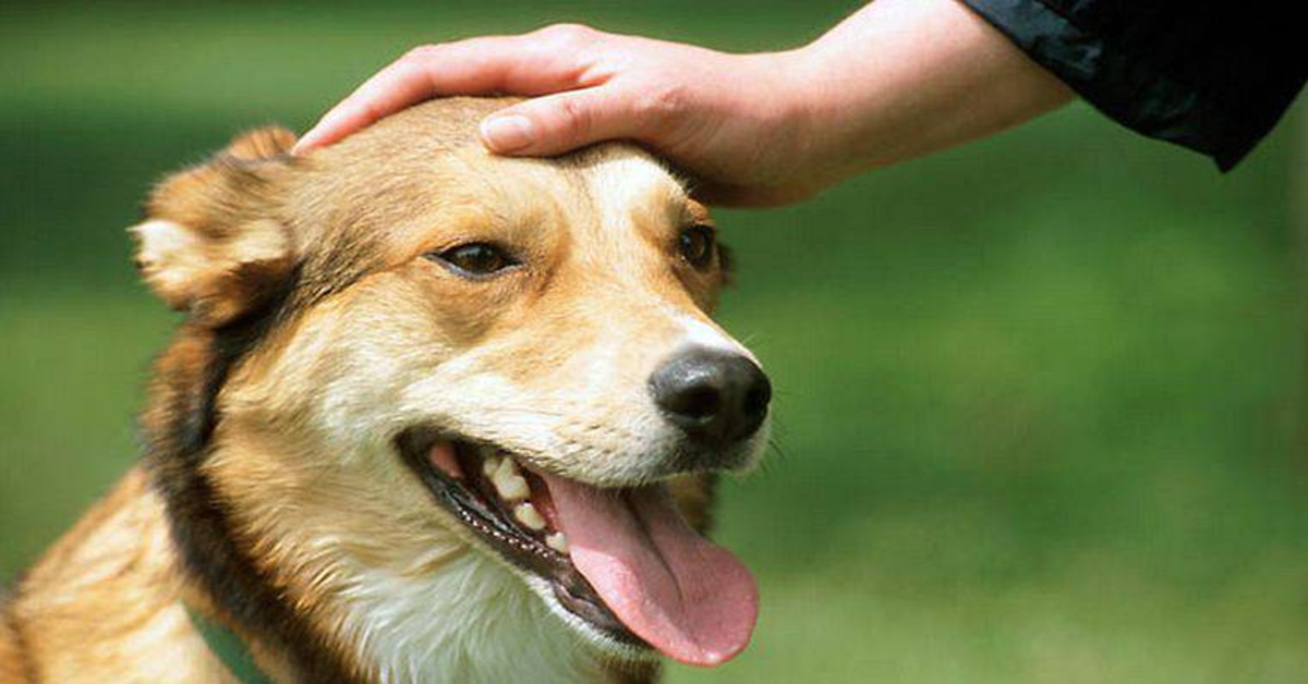 Attenzione a come saluti un cane: potrebbe essere pericoloso