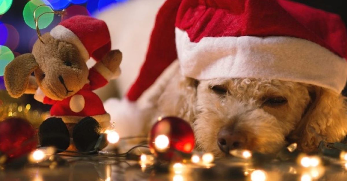 cucciolo sotto l'albero