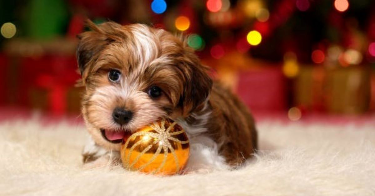 cucciolo gioca con pallina