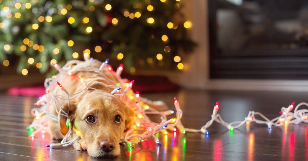 cagnolini a natale foto