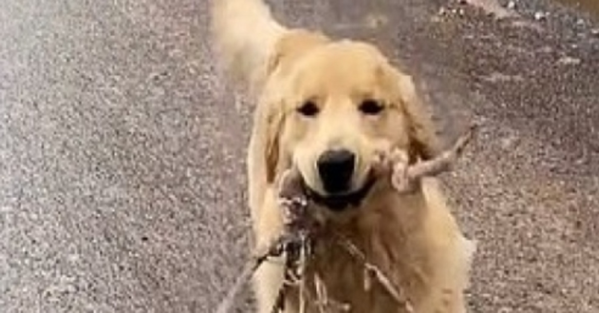 cake Golden Retriever video