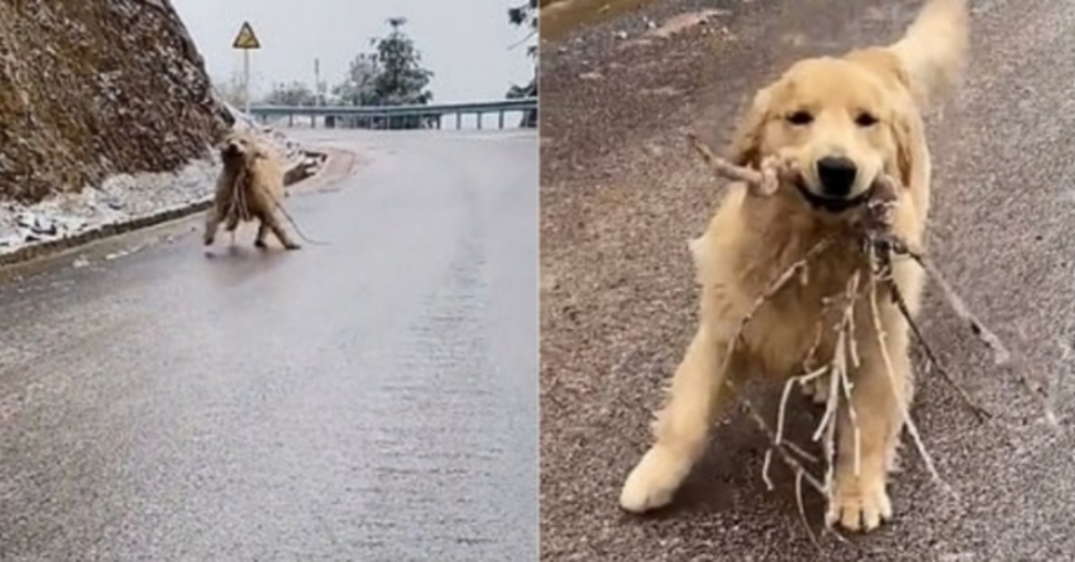 Cake, il Golden Retriever scivolato sulla lastra di ghiaccio (VIDEO)