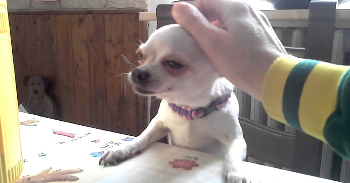 Camilla cucciolo di Chihuahua vuole le coccole del suo papà umano (VIDEO)