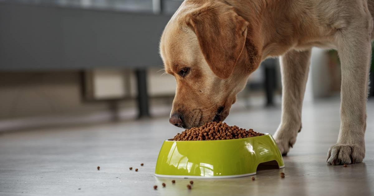 cane labrador mangia