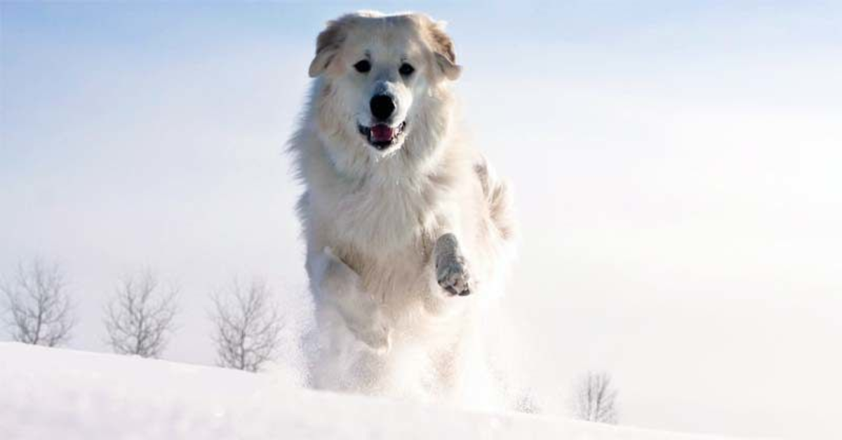 Fingal, un simpatico cucciolo di cane, gioca sulla neve e conquista il web (VIDEO)