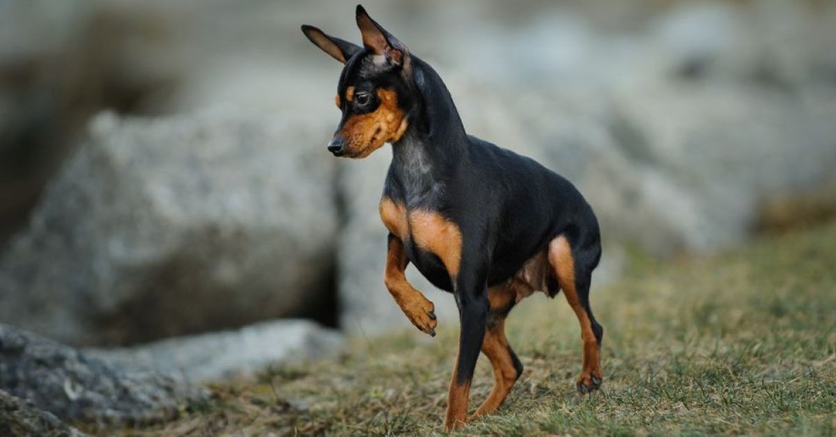 cuccioli di pinscher come riconoscerli