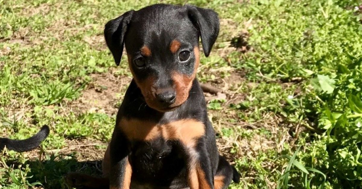 cucciolo al sole