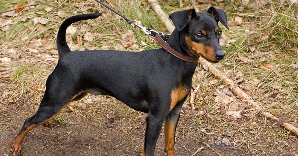 cuccioli di pinscher come riconoscerli