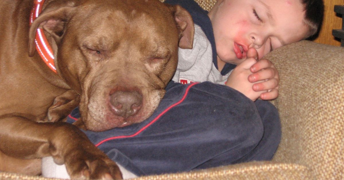 cuccioli di pit bull e bambini