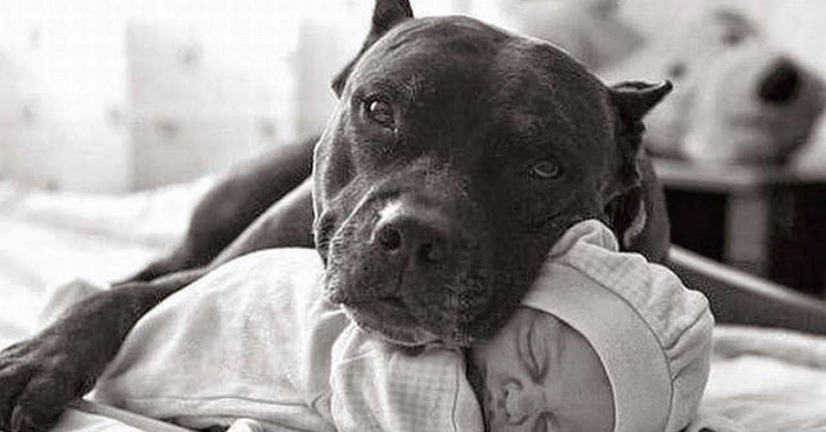 cuccioli di pit bull e bambini