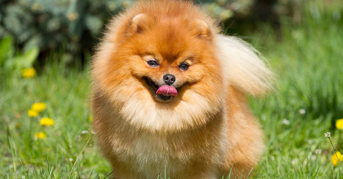 cuccioli di pomerania come spazzolarli 