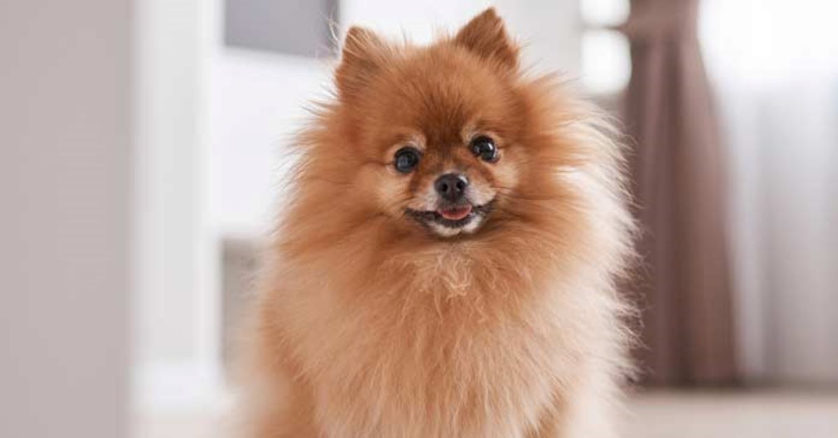 cuccioli di pomerania