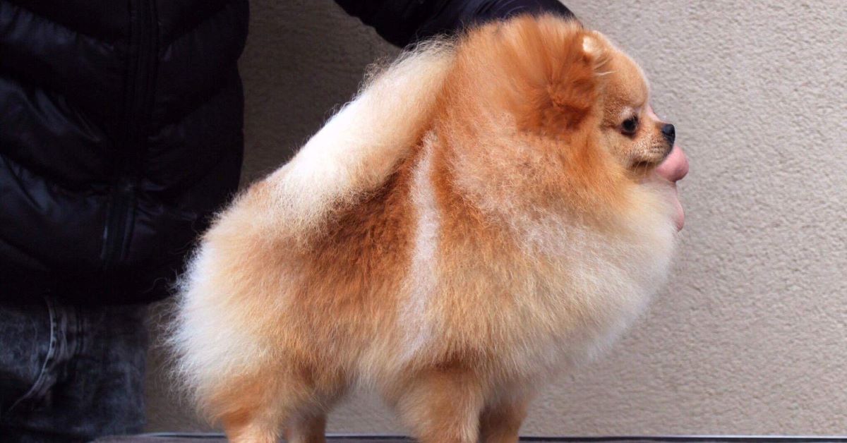 cuccioli di pomerania come spazzolarli 