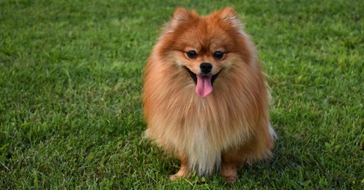 Cuccioli di Pomerania, come spazzolarli: consigli e trucchi per un pelo lucente