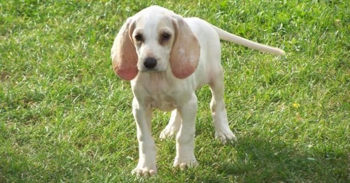 cuccioli di porcelaine originali