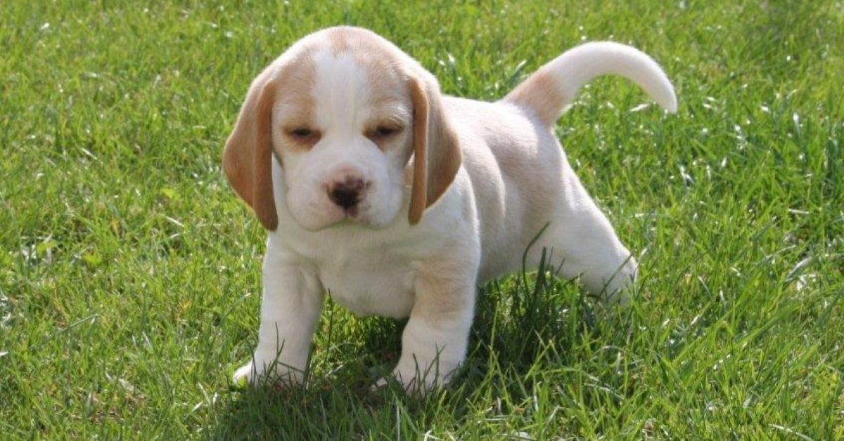 cagnolino piccolo