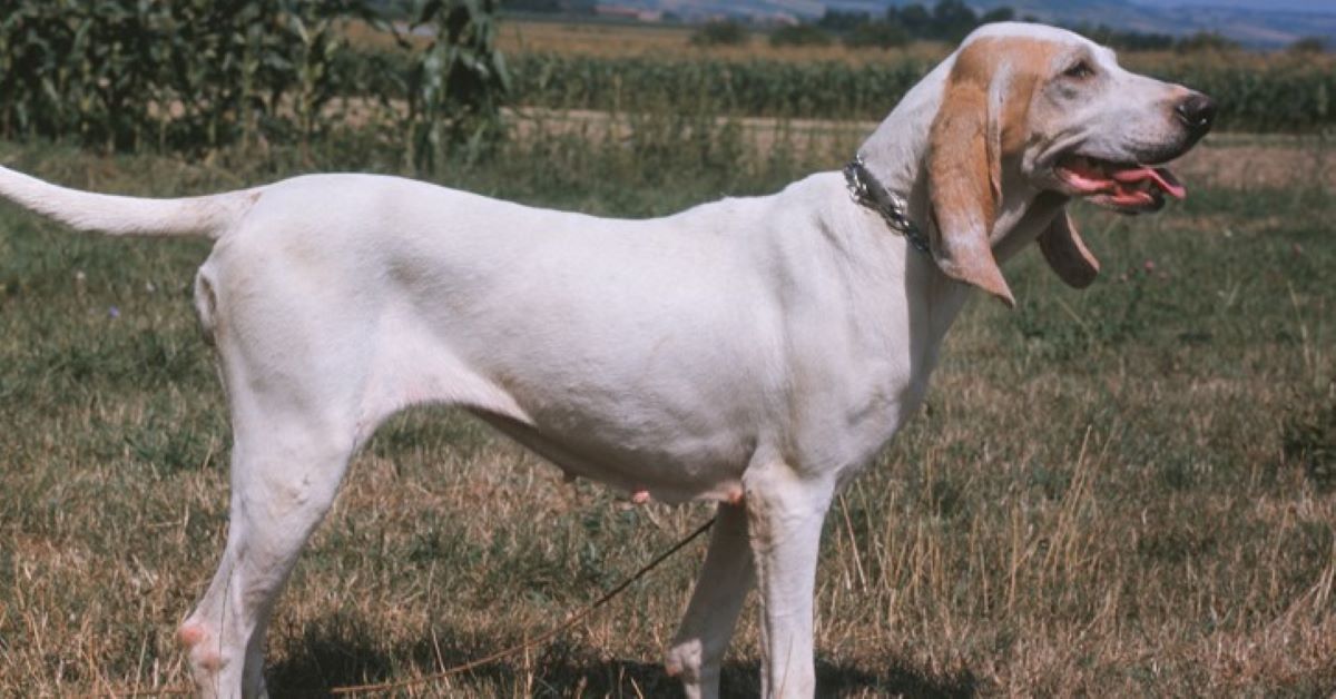 cuccioli di porcelaine originali