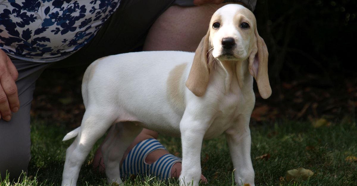 cuccioli di porcelaine