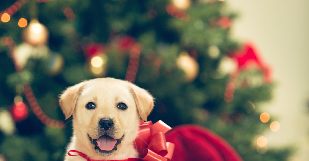 cucciolo sotto l'albero