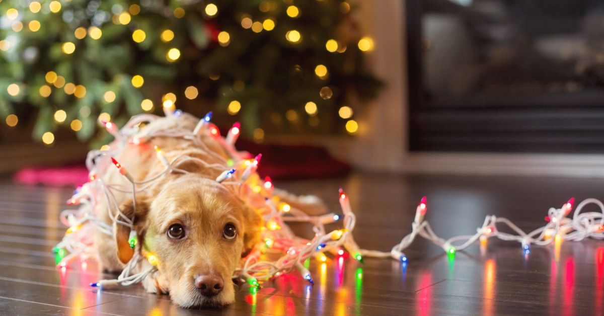 cuccioli di cane al sicuro a natale