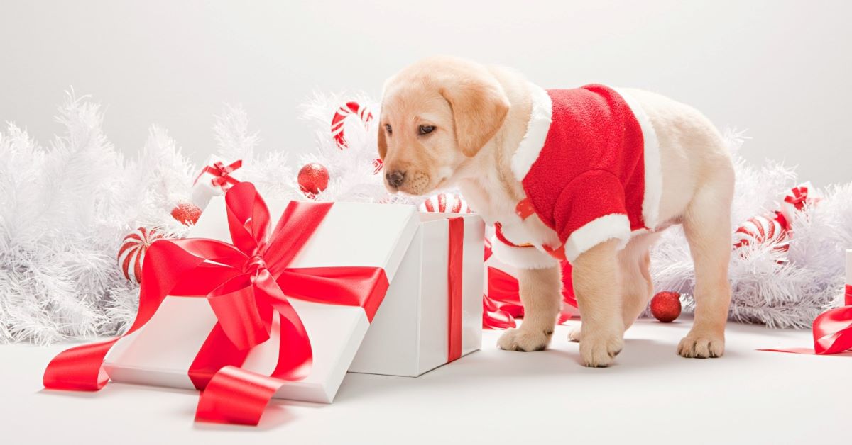 cucciolo guarda un regalo