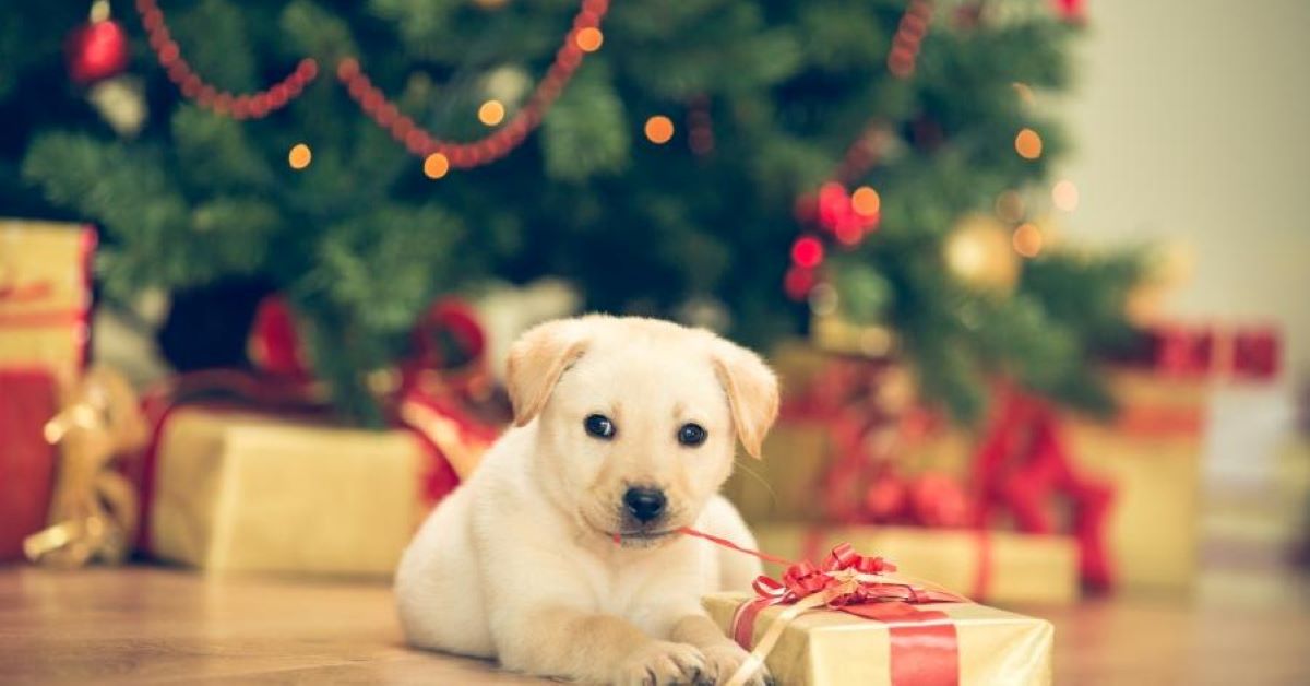 Cuccioli di cane al sicuro a Natale: tutte le precauzioni per preparare casa al meglio