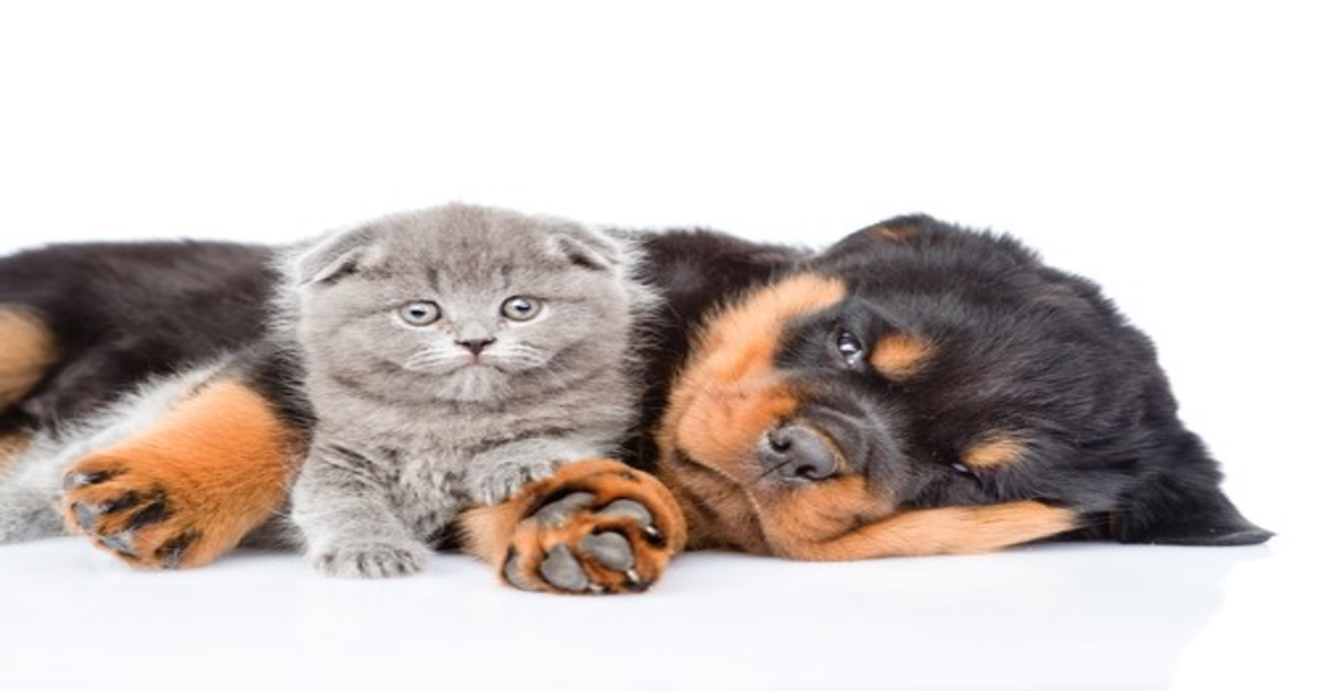 Adorabile cucciola di cane difende suo fratello tirando la coda al gatto e commuove il web (VIDEO)