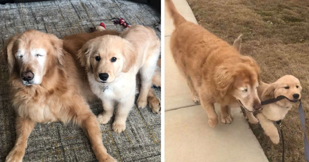 Cucciolo aiuta un cane anziano 