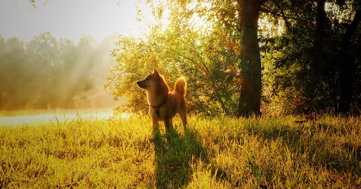 Il tenero cucciolo di Shiba morde le orecchie della mamma (VIDEO)