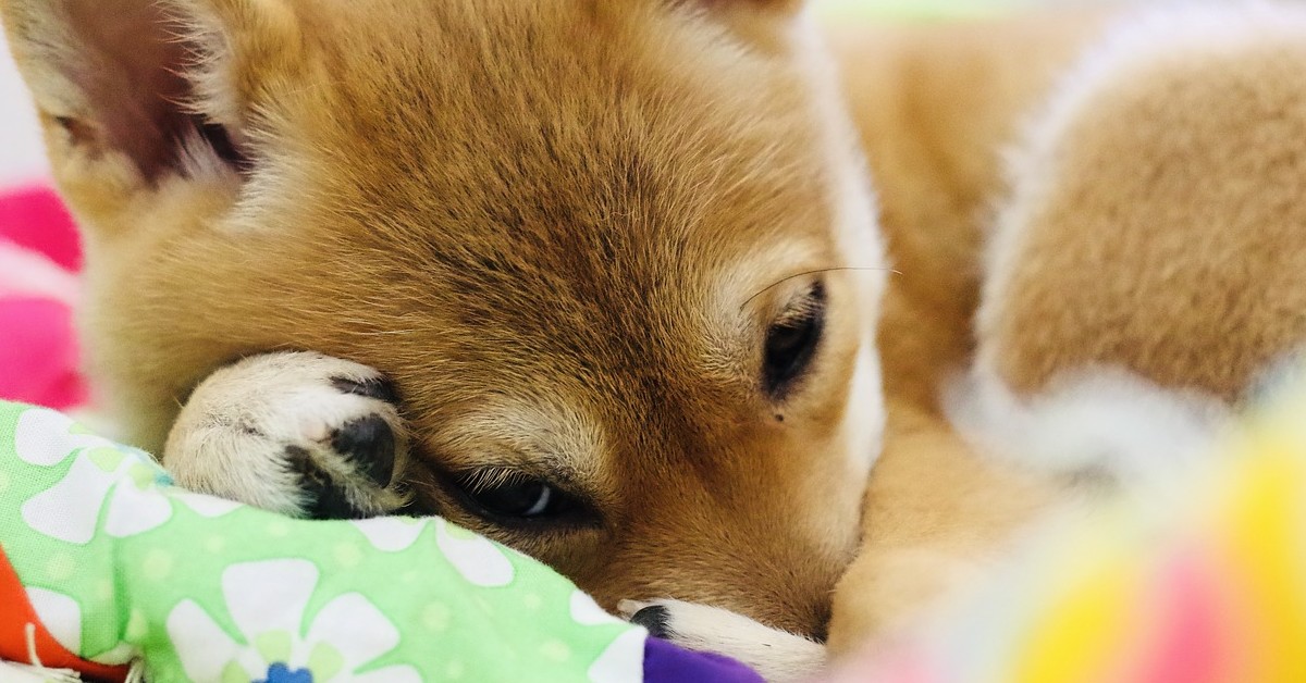 cucciolo di Shiba