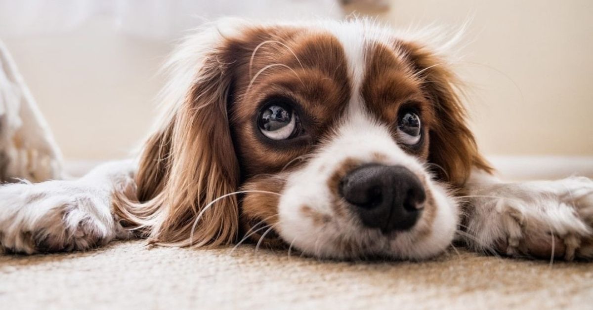 Il cucciolo di cane ha bevuto lo spumante: è in pericolo?