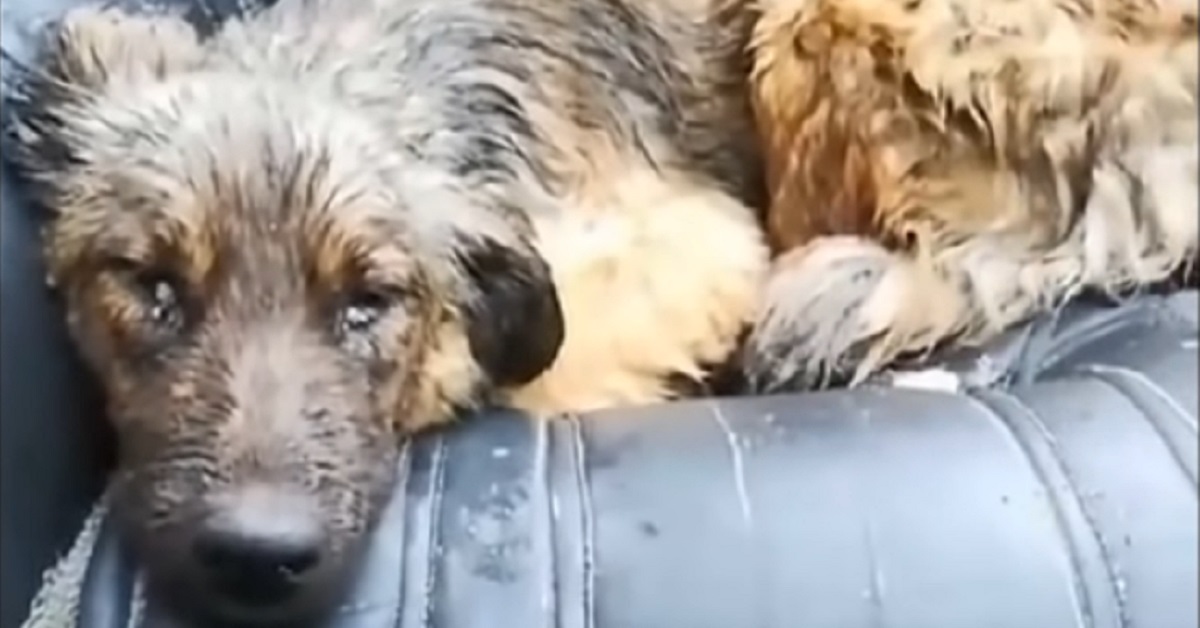 Cucciolo di cane randagio maltrattato