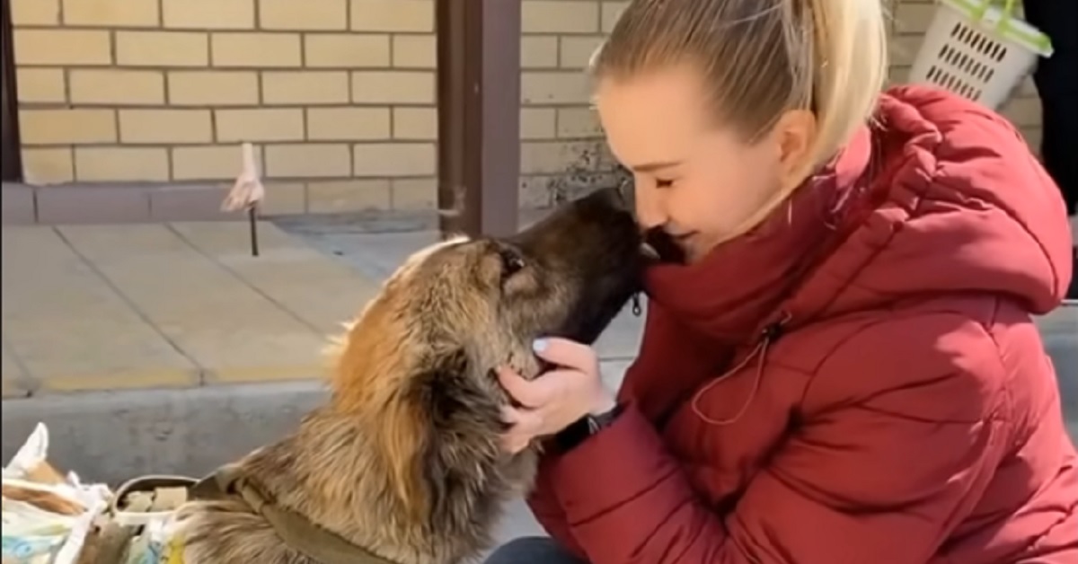 Cucciolo di cane randagio maltrattato