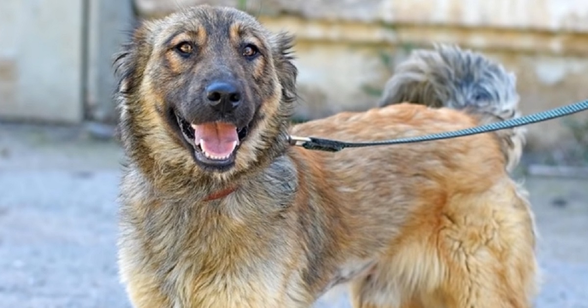 Cucciolo di cane randagio maltrattato trova una famiglia (VIDEO)