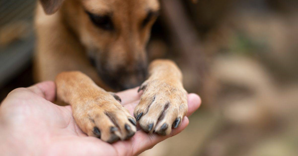 Cuscinetti zampe cane arrossati: tutte le cause e i rimedi più efficaci