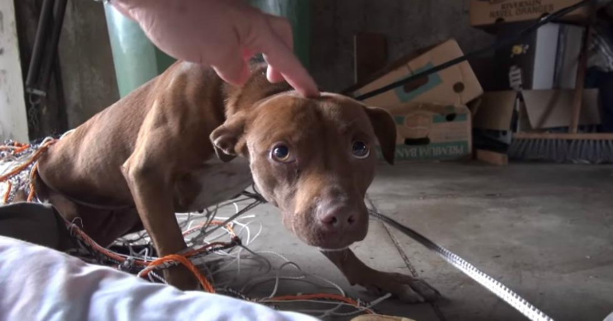 Eden, un cucciolo di Pitbull randagio, viene accarezzato per la prima volta e la sua reazione lascia il web a bocca aperta (VIDEO)