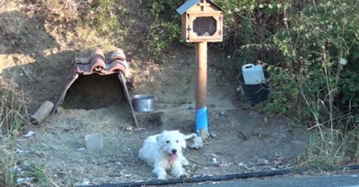 La triste storia dell’Hachiko di Nafpaktia, il cucciolo di cane che aspetta da anni il padrone morto (VIDEO)