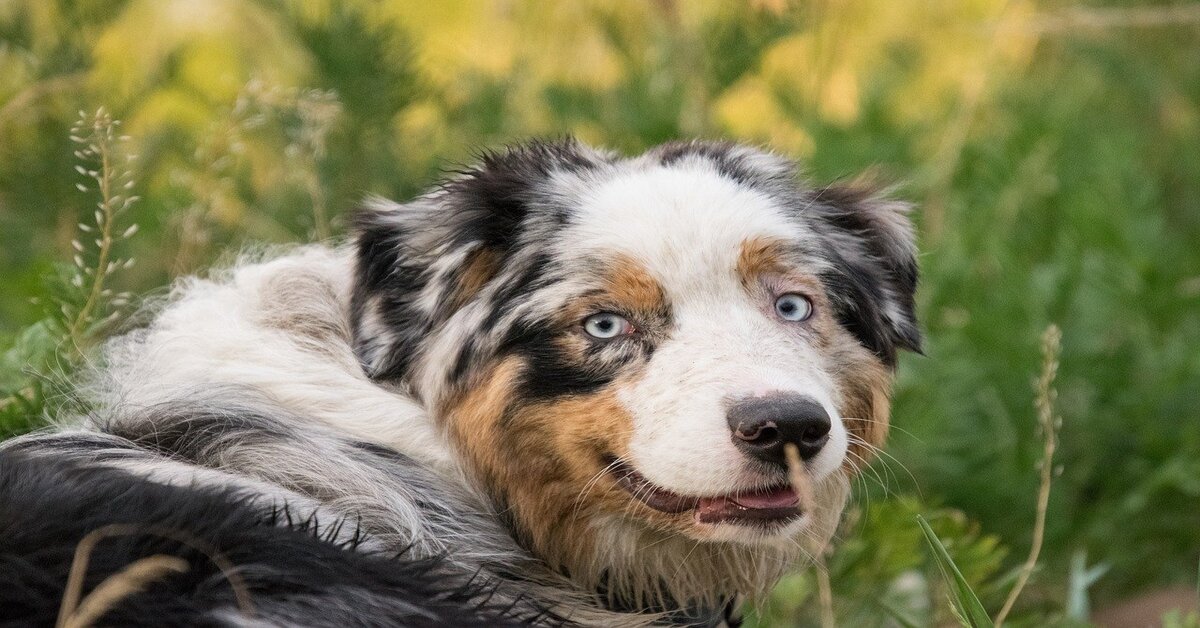 Darla, il cucciolo di Australian Sheperd ammira i delfino che nuotano in mare (VIDEO)