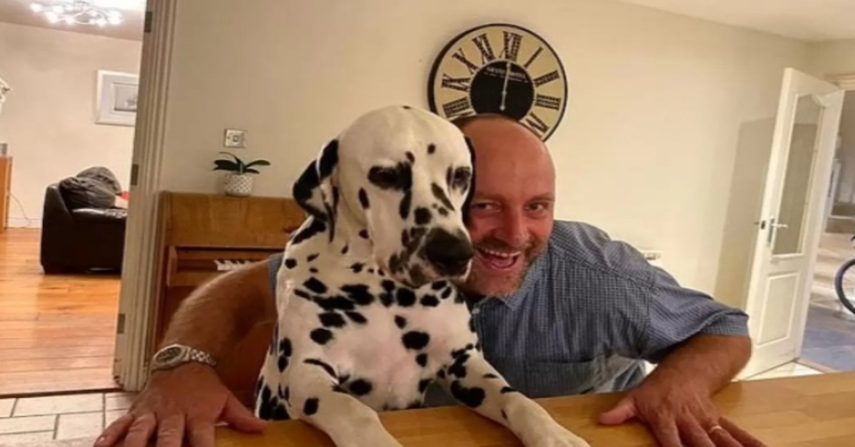 Dexter Dalmata piano video