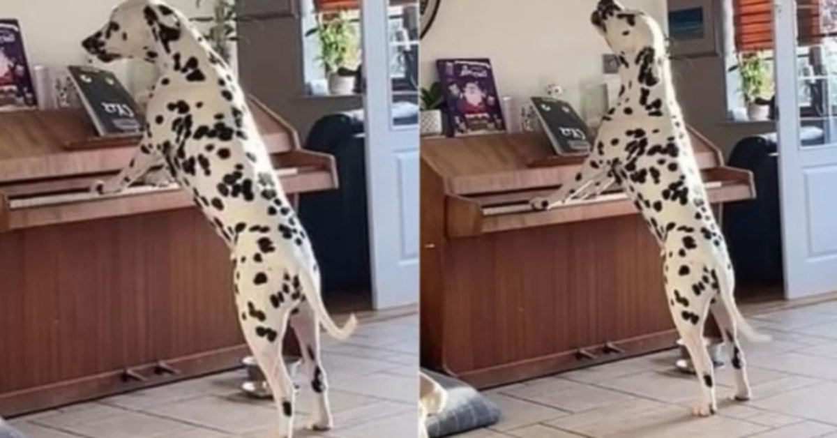 Dexter, il Dalmata che si diverte e a suonare il piano (VIDEO)