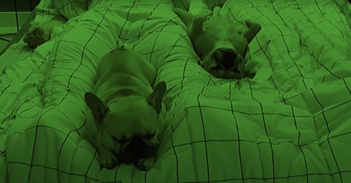 Due Bulldog Francesi dormono con i loro proprietari e la nottata è molto movimentata (video)