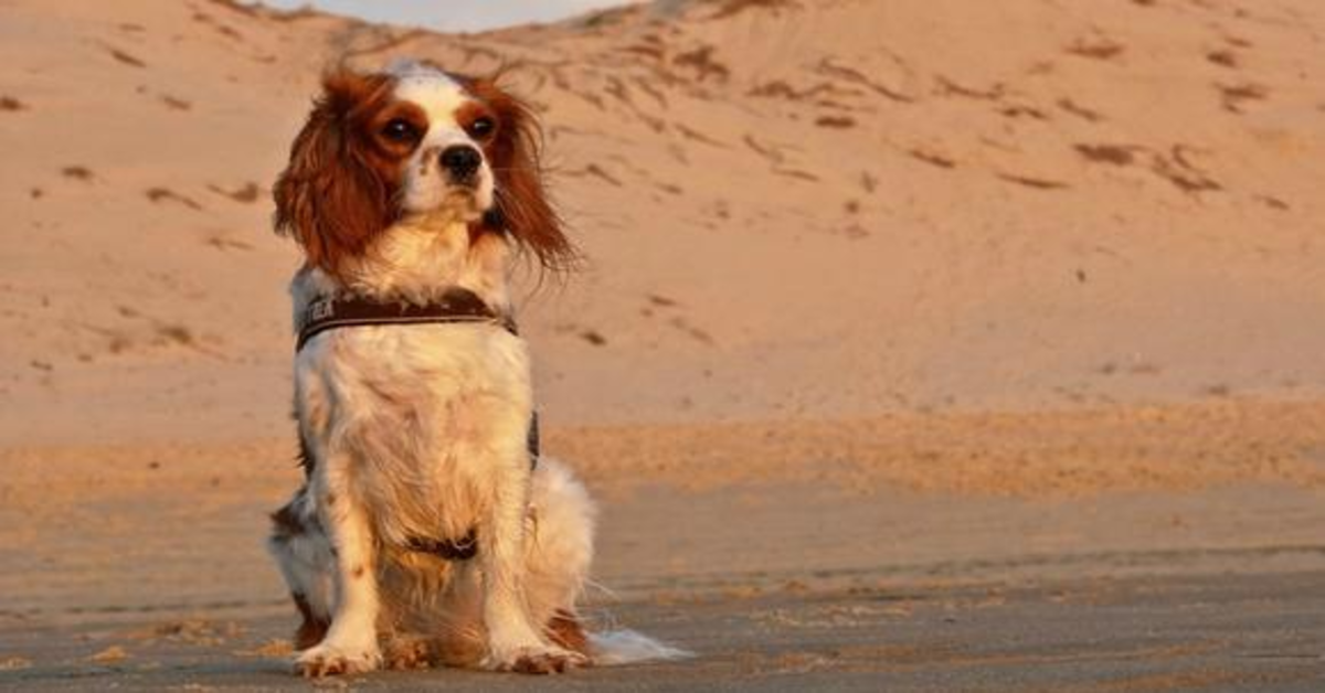 Max, il cucciolo di cane ritrovato nel deserto, si emoziona  al riunirsi con la sua famiglia (VIDEO)