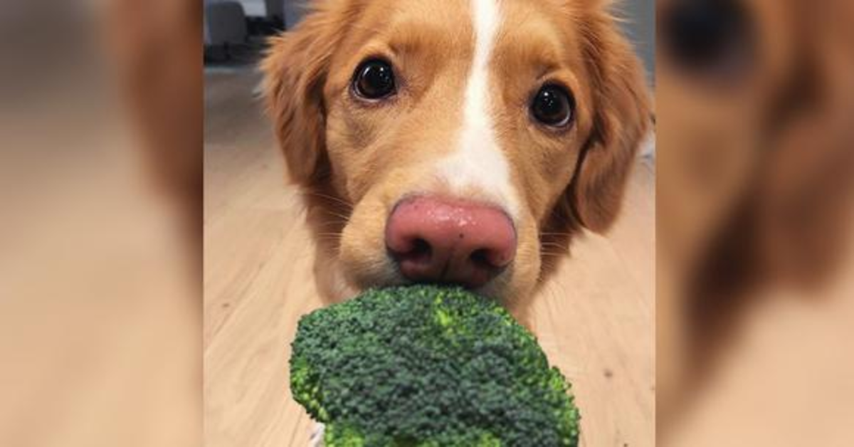 Moxie, la cucciola di Toller che adora i broccoli (VIDEO)