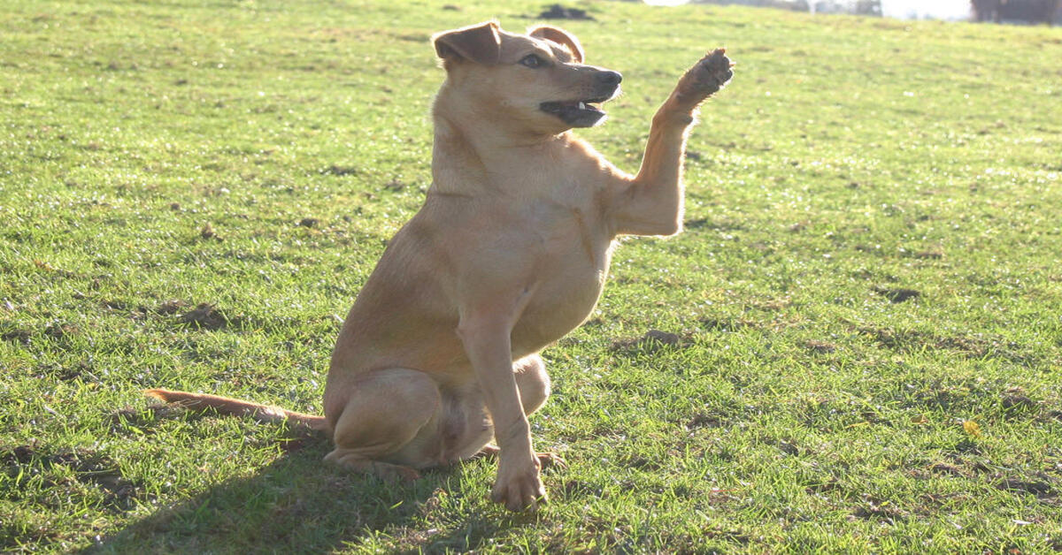 Ecco come capire se il tuo cane è ambidestro, mancino o destrorso