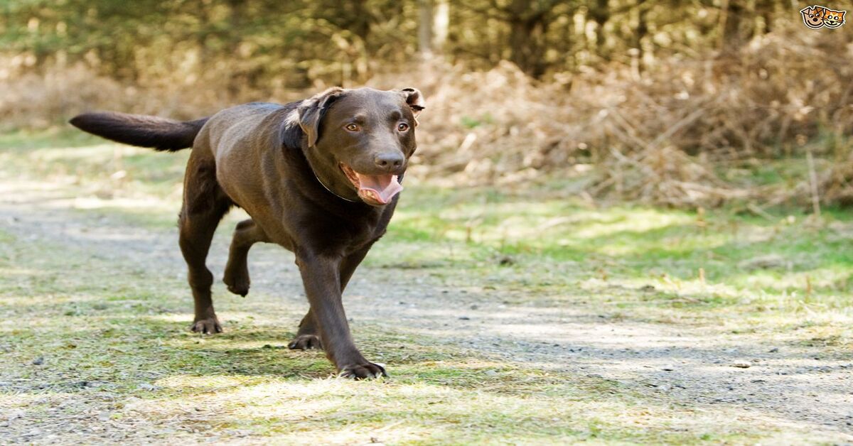 Ecco come capire se il tuo cane è ambidestro, mancino o destrorso