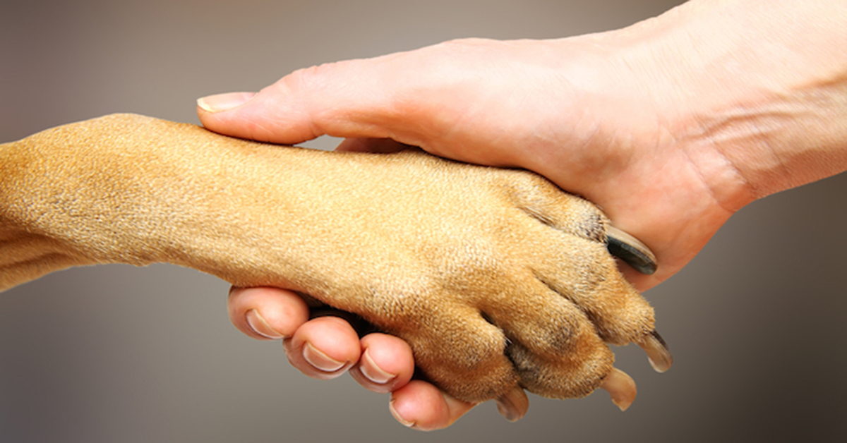 Ecco come capire se il tuo cane è ambidestro, mancino o destrorso